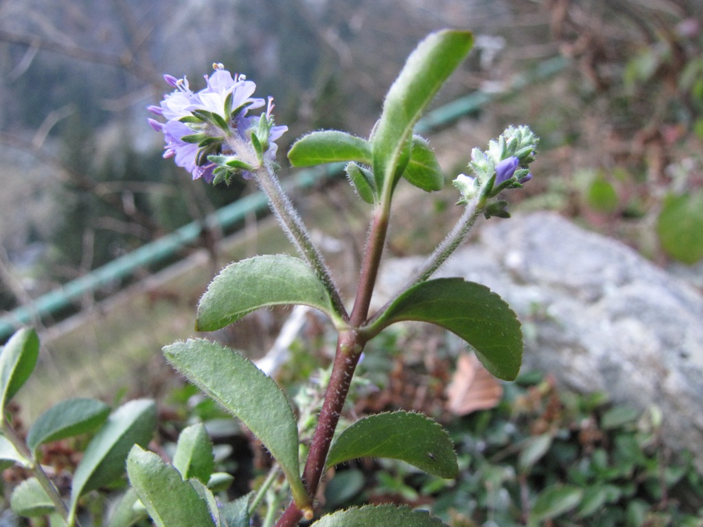 Veronica officinalis